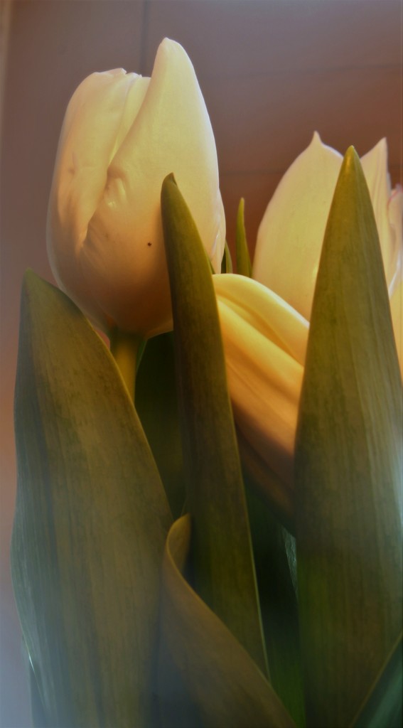 Tulip - peeking by granagringa