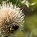 Bumble Bee in the Thistle Flower! by rickster549