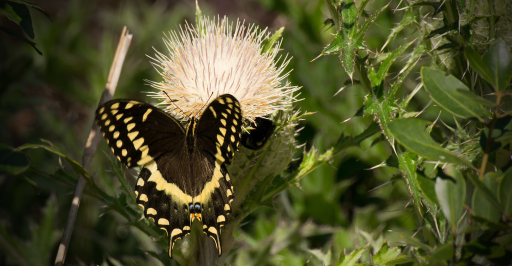 Palamedes Swallowtail Butterfly on the Thistle! by rickster549