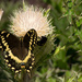 Palamedes Swallowtail Butterfly on the Thistle! by rickster549