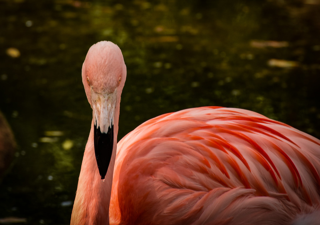 Flamingo Friday - 028 by stray_shooter