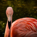 Flamingo Friday - 028 by stray_shooter