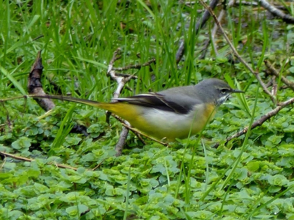  Grey Wagtail  by susiemc