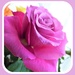 Beautiful rose  by beryl