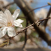 My Spring Tradition Continues: Royal Star Magnolia  by alophoto