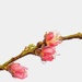 Nectarine Blossoms by joysfocus