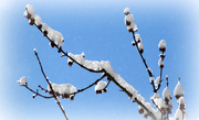 11th Mar 2017 - Tree branch with snow