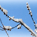 Tree branch with snow by mittens
