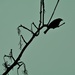Bird in a tree.. by ziggy77