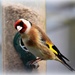 Friendly goldfinch by rosiekind