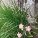 Prim Primula by daffodill
