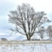 snowy morning tree by lynnz