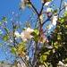 Apricot blossom  by chimfa