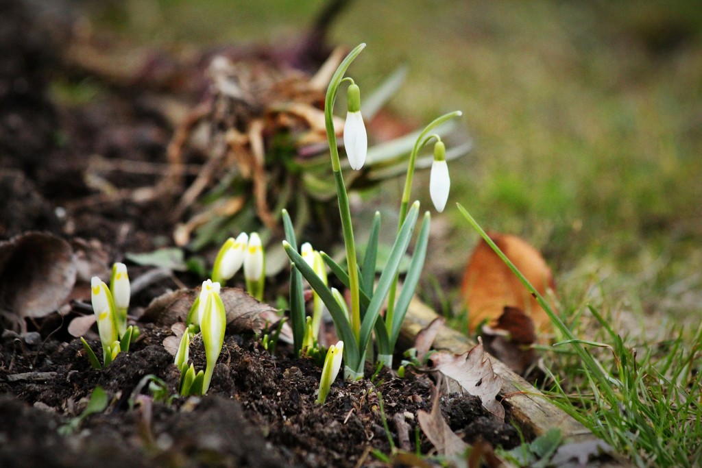 Snowdrops by lucien
