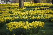 1st Mar 2017 - Daffodils St James Park