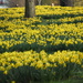 Daffodils St James Park by bizziebeeme
