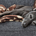 Whippet Nap by phil_howcroft