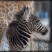 Baby zebra by dkbarnett