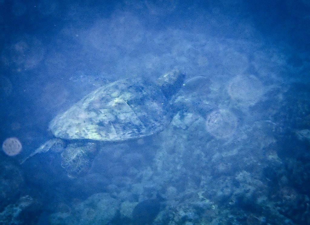 Sea Turtle 2 by jgpittenger