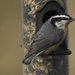 red- breasted nuthatch by amyk