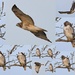 Young Hawk Collage by kareenking
