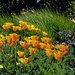 California Golden Poppies by Weezilou