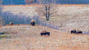 11th Mar 2017 - Grazing Bison