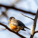 American Robin Perching by rminer
