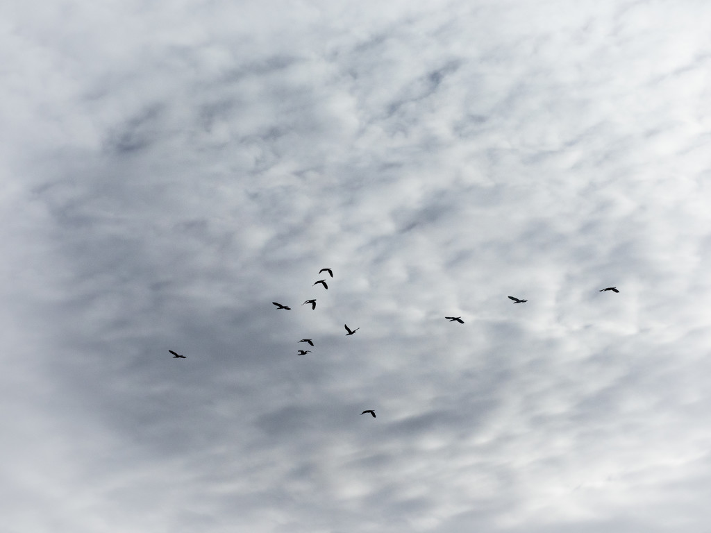 Altocumulus by haskar