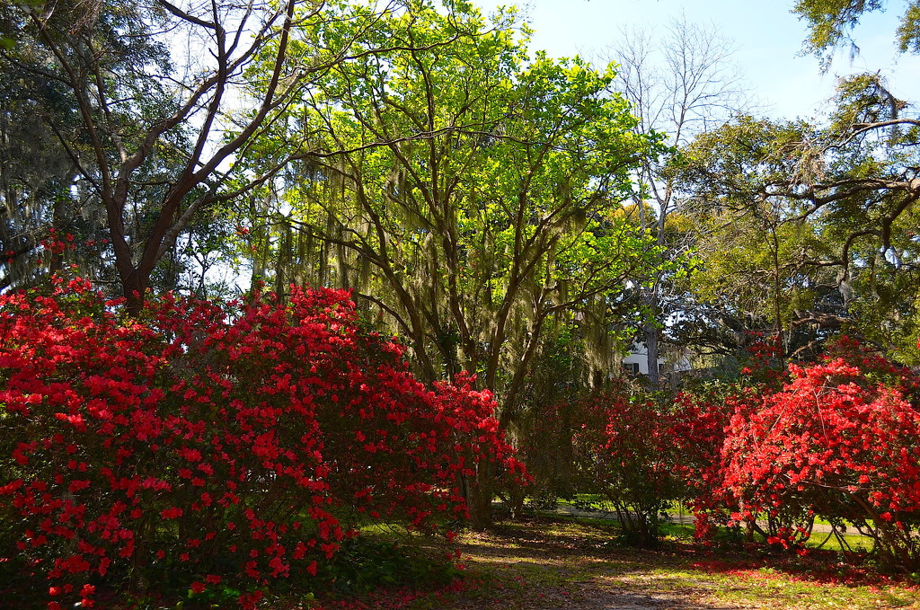 Azaleas, Spring at Charles Towne Landing State Historic Site, Charleston, SC by congaree