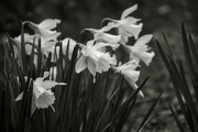 11th Mar 2017 - Daffodils