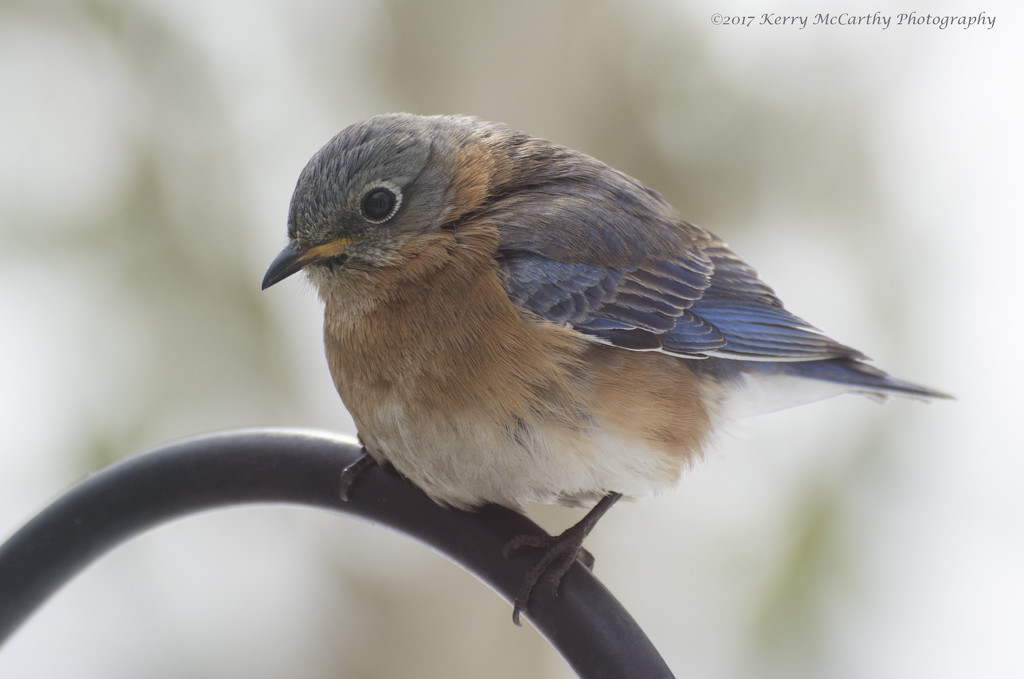 Chilly bluebird by mccarth1