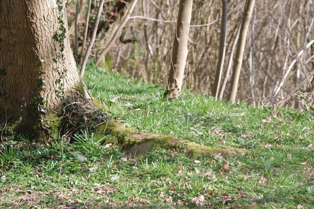 Green carpet by fbailey