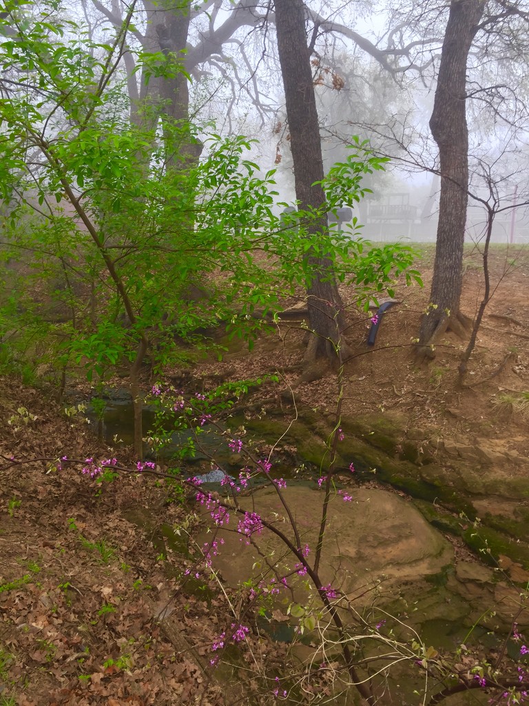 Flowers in the fog  by louannwarren