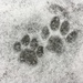 Reilly Paw Prints. by graceratliff
