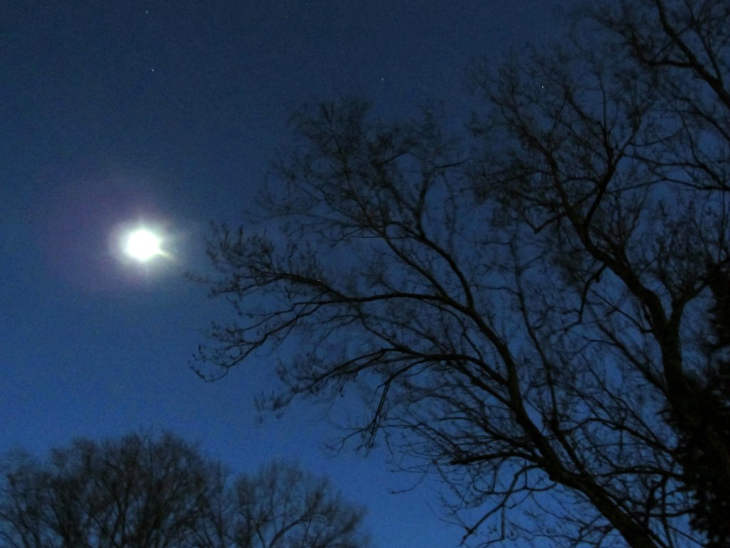 Tree at twilight with moon flare by mittens