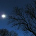 Tree at twilight with moon flare by mittens
