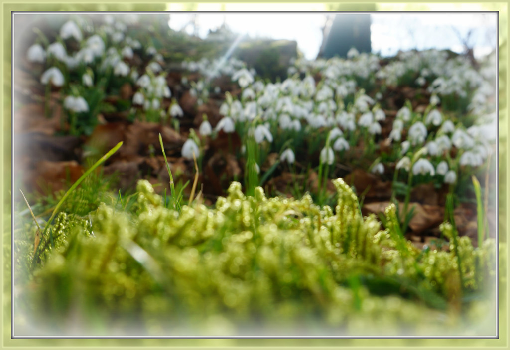 moss and white  by sarah19