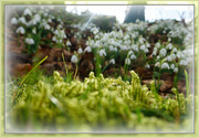 28th Feb 2017 - moss and white 