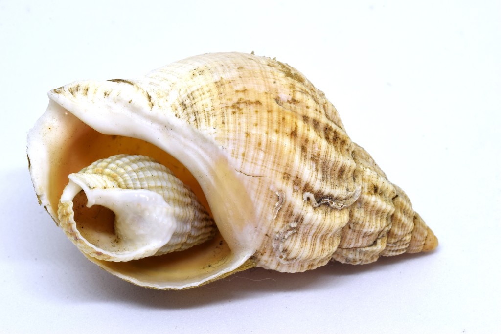 shell inside a shell by christophercox
