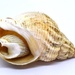 shell inside a shell by christophercox