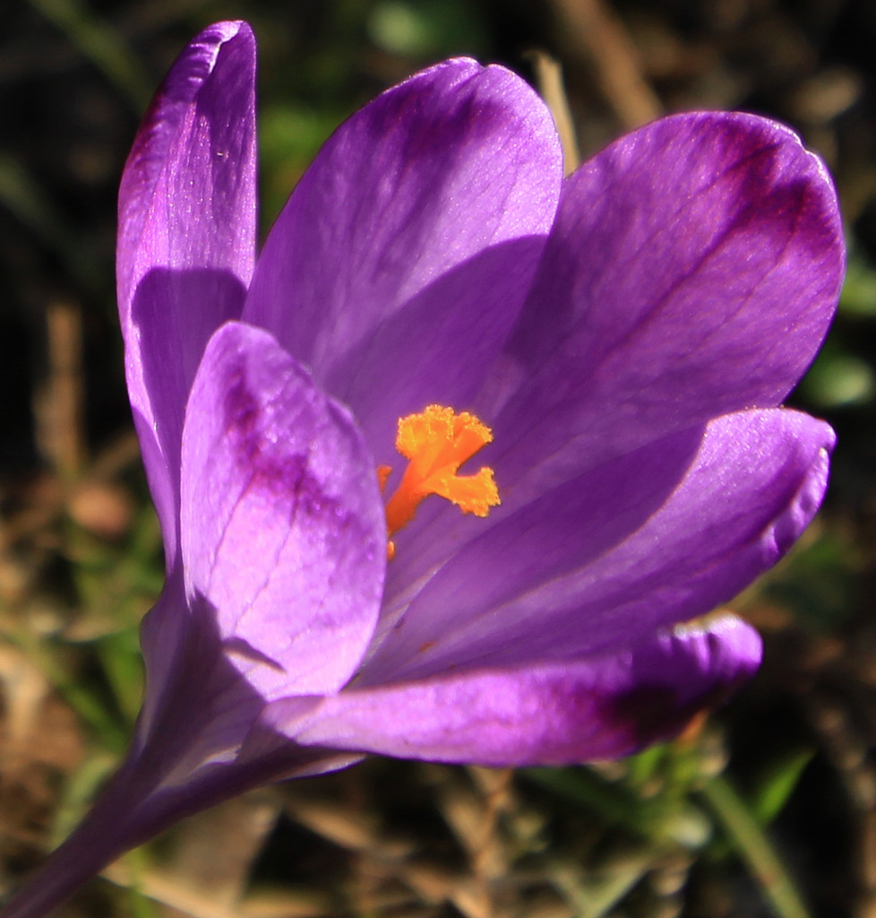 Purple spring by cherrymartina