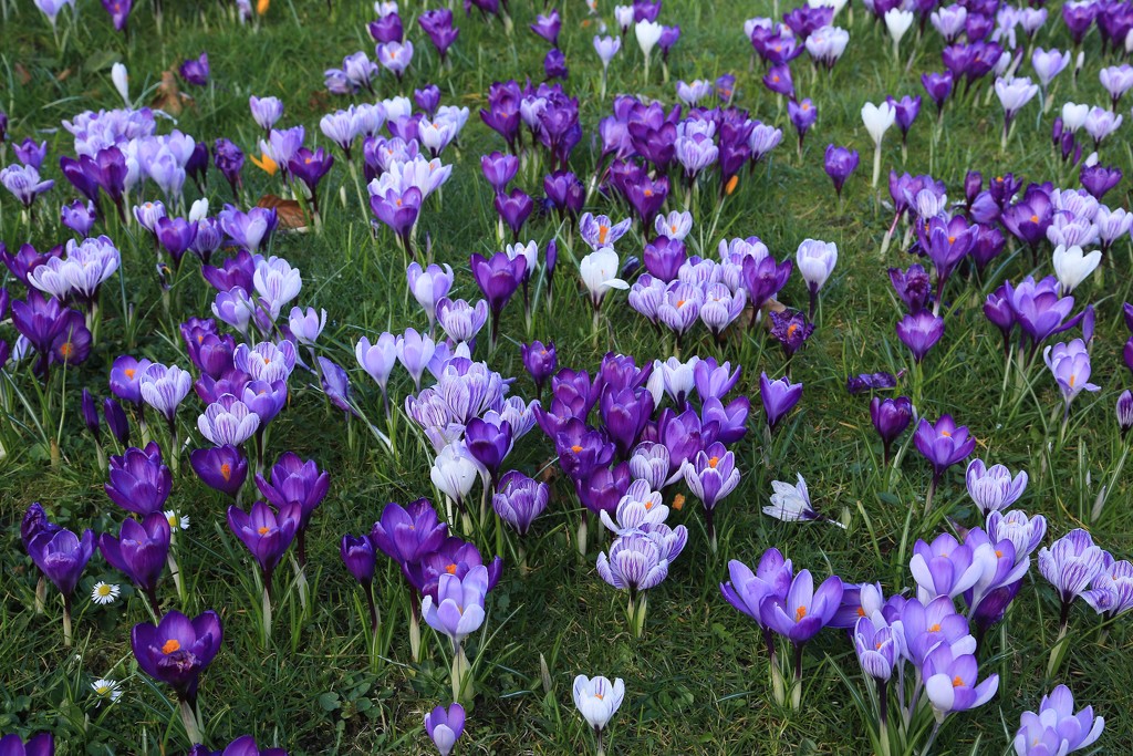 Crocuses by lifeat60degrees