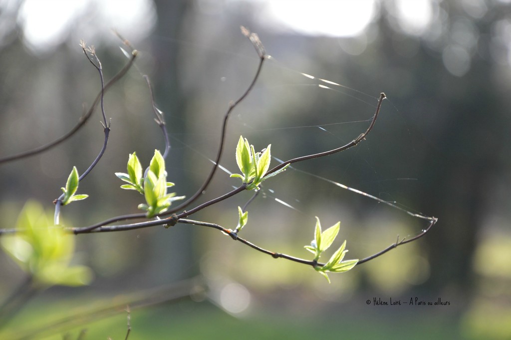 a taste of pring by parisouailleurs