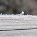 A Little Frost on the Rail by genealogygenie
