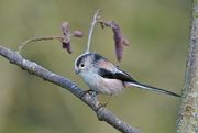 12th Mar 2017 - LONG TAILED TIT