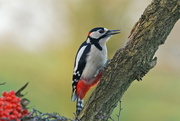 12th Mar 2017 - GREAT SPOTTED WOODPECKER - MALE