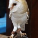 Wendy the Barn Owl by orchid99