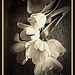 Daffodils   by essiesue