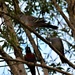 A Pigeon Pair + One ~ by happysnaps